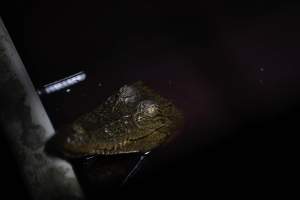 Crocodile in cage - Captured at Lagoon Crocodile Farm, Knuckey Lagoon NT Australia.