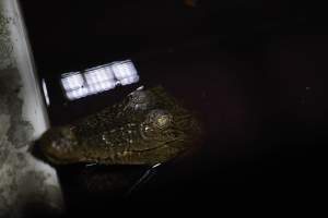 Crocodile in cage - Captured at Lagoon Crocodile Farm, Knuckey Lagoon NT Australia.