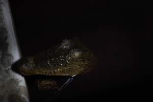 Crocodile in cage - Captured at Lagoon Crocodile Farm, Knuckey Lagoon NT Australia.