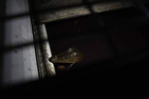 Crocodile in cage - Captured at Lagoon Crocodile Farm, Knuckey Lagoon NT Australia.