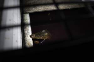 Crocodile in cage - Captured at Lagoon Crocodile Farm, Knuckey Lagoon NT Australia.