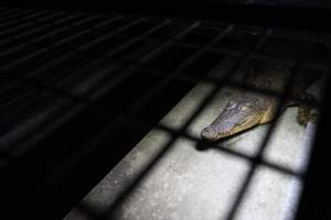 Crocodile in cage - Captured at Lagoon Crocodile Farm, Knuckey Lagoon NT Australia.