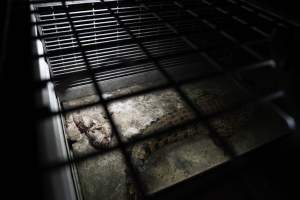 Crocodile in cage - Captured at Lagoon Crocodile Farm, Knuckey Lagoon NT Australia.