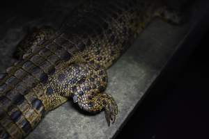 Crocodile in cage - Captured at Lagoon Crocodile Farm, Knuckey Lagoon NT Australia.