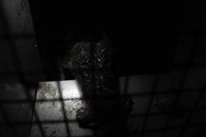 Crocodile in cage - Hidden crocodile farm at Crocodylus Park & Zoo - Captured at Crocodylus Park Farm & Abattoir, Knuckey Lagoon NT Australia.