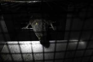 Crocodile in cage - Hidden crocodile farm at Crocodylus Park & Zoo - Captured at Crocodylus Park, Knuckey Lagoon NT Australia.