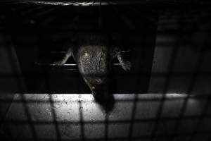 Crocodile in cage - Hidden crocodile farm at Crocodylus Park & Zoo - Captured at Crocodylus Park, Knuckey Lagoon NT Australia.