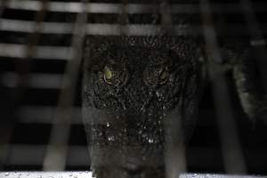 Crocodile in cage - Hidden crocodile farm at Crocodylus Park & Zoo - Captured at Crocodylus Park Farm & Abattoir, Knuckey Lagoon NT Australia.