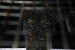 Crocodile in cage - Hidden crocodile farm at Crocodylus Park & Zoo - Captured at Crocodylus Park, Knuckey Lagoon NT Australia.