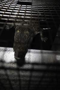 Crocodile in cage - Hidden crocodile farm at Crocodylus Park & Zoo - Captured at Crocodylus Park, Knuckey Lagoon NT Australia.