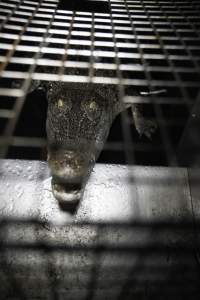 Crocodile in cage - Hidden crocodile farm at Crocodylus Park & Zoo - Captured at Crocodylus Park, Knuckey Lagoon NT Australia.