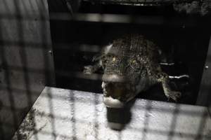 Crocodile in cage - Hidden crocodile farm at Crocodylus Park & Zoo - Captured at Crocodylus Park, Knuckey Lagoon NT Australia.