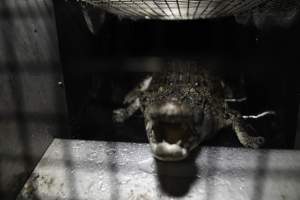 Crocodile in cage - Hidden crocodile farm at Crocodylus Park & Zoo - Captured at Crocodylus Park Farm & Abattoir, Knuckey Lagoon NT Australia.