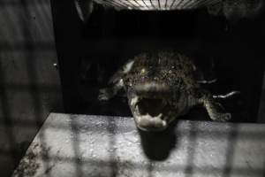 Crocodile in cage - Hidden crocodile farm at Crocodylus Park & Zoo - Captured at Crocodylus Park Farm & Abattoir, Knuckey Lagoon NT Australia.