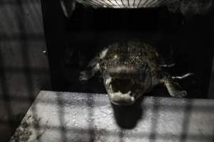 Crocodile in cage - Hidden crocodile farm at Crocodylus Park & Zoo - Captured at Crocodylus Park, Knuckey Lagoon NT Australia.