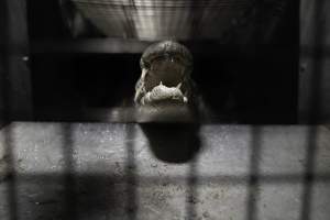 Crocodile in cage - Hidden crocodile farm at Crocodylus Park & Zoo - Captured at Crocodylus Park, Knuckey Lagoon NT Australia.