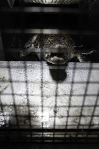 Crocodile in cage - Hidden crocodile farm at Crocodylus Park & Zoo - Captured at Crocodylus Park Farm & Abattoir, Knuckey Lagoon NT Australia.