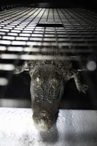 Crocodile in cage - Hidden crocodile farm at Crocodylus Park & Zoo - Captured at Crocodylus Park Farm & Abattoir, Knuckey Lagoon NT Australia.