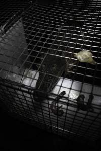Crocodile in cage - Hidden crocodile farm at Crocodylus Park & Zoo - Captured at Crocodylus Park Farm & Abattoir, Knuckey Lagoon NT Australia.