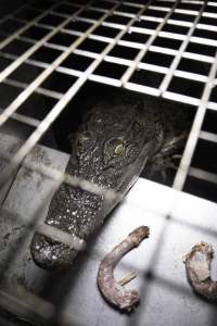 Crocodile in cage - Hidden crocodile farm at Crocodylus Park & Zoo - Captured at Crocodylus Park Farm & Abattoir, Knuckey Lagoon NT Australia.
