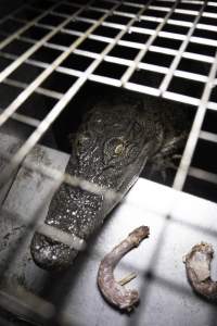 Crocodile in cage - Hidden crocodile farm at Crocodylus Park & Zoo - Captured at Crocodylus Park, Knuckey Lagoon NT Australia.