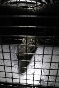 Crocodile in cage - Hidden crocodile farm at Crocodylus Park & Zoo - Captured at Crocodylus Park, Knuckey Lagoon NT Australia.