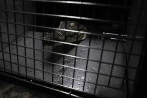 Crocodile in cage - Hidden crocodile farm at Crocodylus Park & Zoo - Captured at Crocodylus Park, Knuckey Lagoon NT Australia.