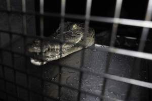 Crocodile in cage - Hidden crocodile farm at Crocodylus Park & Zoo - Captured at Crocodylus Park Farm & Abattoir, Knuckey Lagoon NT Australia.