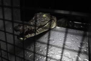 Crocodile in cage - Hidden crocodile farm at Crocodylus Park & Zoo - Captured at Crocodylus Park, Knuckey Lagoon NT Australia.