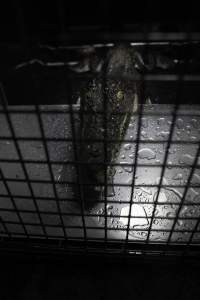 Crocodile in cage - Hidden crocodile farm at Crocodylus Park & Zoo - Captured at Crocodylus Park, Knuckey Lagoon NT Australia.