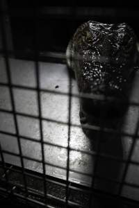 Crocodile in cage - Hidden crocodile farm at Crocodylus Park & Zoo - Captured at Crocodylus Park, Knuckey Lagoon NT Australia.