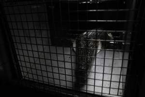 Crocodile in cage - Hidden crocodile farm at Crocodylus Park & Zoo - Captured at Crocodylus Park Farm & Abattoir, Knuckey Lagoon NT Australia.