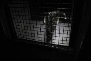 Crocodile in cage - Hidden crocodile farm at Crocodylus Park & Zoo - Captured at Crocodylus Park, Knuckey Lagoon NT Australia.