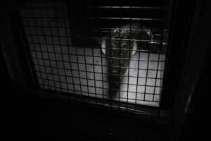 Crocodile in cage - Hidden crocodile farm at Crocodylus Park & Zoo - Captured at Crocodylus Park, Knuckey Lagoon NT Australia.