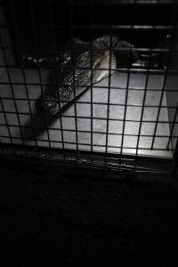 Crocodile in cage - Hidden crocodile farm at Crocodylus Park & Zoo - Captured at Crocodylus Park, Knuckey Lagoon NT Australia.