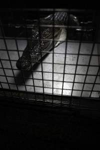 Crocodile in cage - Hidden crocodile farm at Crocodylus Park & Zoo - Captured at Crocodylus Park, Knuckey Lagoon NT Australia.