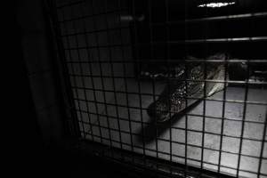 Crocodile in cage - Hidden crocodile farm at Crocodylus Park & Zoo - Captured at Crocodylus Park Farm & Abattoir, Knuckey Lagoon NT Australia.