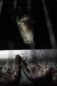 Crocodile in cage - Hidden crocodile farm at Crocodylus Park & Zoo - Captured at Crocodylus Park, Knuckey Lagoon NT Australia.