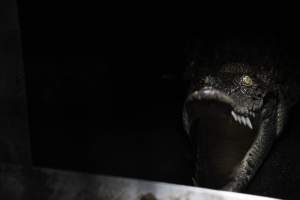 Crocodile in cage - Hidden crocodile farm at Crocodylus Park & Zoo - Captured at Crocodylus Park, Knuckey Lagoon NT Australia.