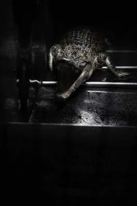 Crocodile in cage - Hidden crocodile farm at Crocodylus Park & Zoo - Captured at Crocodylus Park Farm & Abattoir, Knuckey Lagoon NT Australia.
