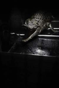 Crocodile in cage - Hidden crocodile farm at Crocodylus Park & Zoo - Captured at Crocodylus Park, Knuckey Lagoon NT Australia.