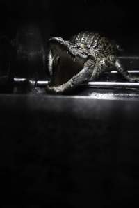 Crocodile in cage - Hidden crocodile farm at Crocodylus Park & Zoo - Captured at Crocodylus Park, Knuckey Lagoon NT Australia.