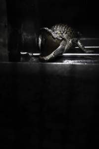 Crocodile in cage - Hidden crocodile farm at Crocodylus Park & Zoo - Captured at Crocodylus Park, Knuckey Lagoon NT Australia.