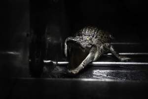 Crocodile in cage - Hidden crocodile farm at Crocodylus Park & Zoo - Captured at Crocodylus Park, Knuckey Lagoon NT Australia.