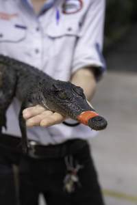 Crocodile with mouth taped at zoo - Captured at Crocodylus Park Farm & Abattoir, Knuckey Lagoon NT Australia.