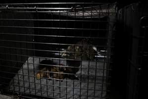 Crocodile in cage - Hidden crocodile farm at Crocodylus Park & Zoo - Captured at Crocodylus Park, Knuckey Lagoon NT Australia.