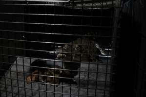 Crocodile in cage - Hidden crocodile farm at Crocodylus Park & Zoo - Captured at Crocodylus Park, Knuckey Lagoon NT Australia.