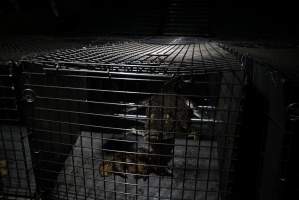 Crocodile in cage - Hidden crocodile farm at Crocodylus Park & Zoo - Captured at Crocodylus Park, Knuckey Lagoon NT Australia.