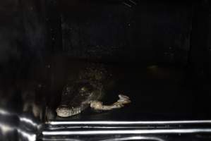 Crocodile in cage - Hidden crocodile farm at Crocodylus Park & Zoo - Captured at Crocodylus Park, Knuckey Lagoon NT Australia.