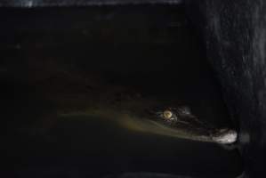 Crocodile in cage - Hidden crocodile farm at Crocodylus Park & Zoo - Captured at Crocodylus Park, Knuckey Lagoon NT Australia.